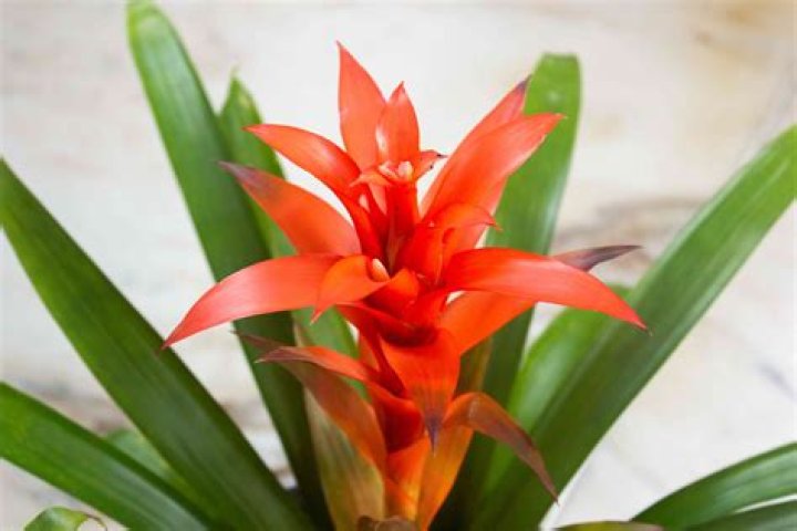 Do bromeliads like direct sunlight