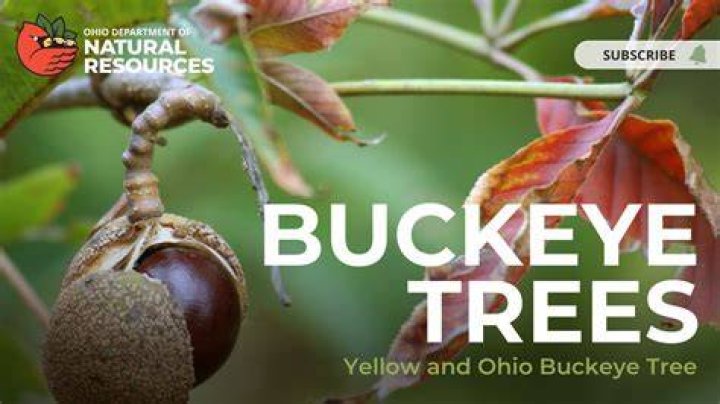 Do Buckeyes only grow in Ohio