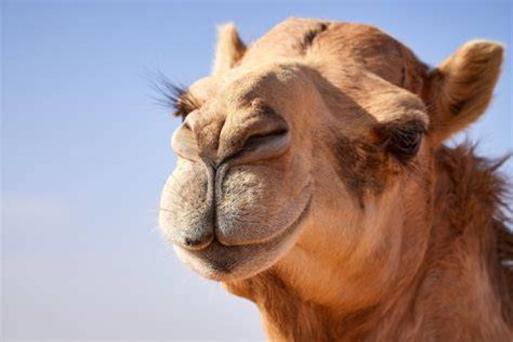 Do camels have a good memory