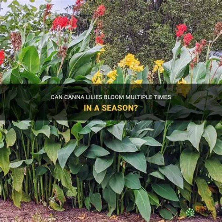 Do canna lilies rebloom