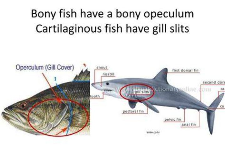 Do cartilaginous fishes have Operculum