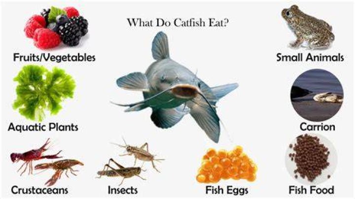 Do catfish eat tilapia