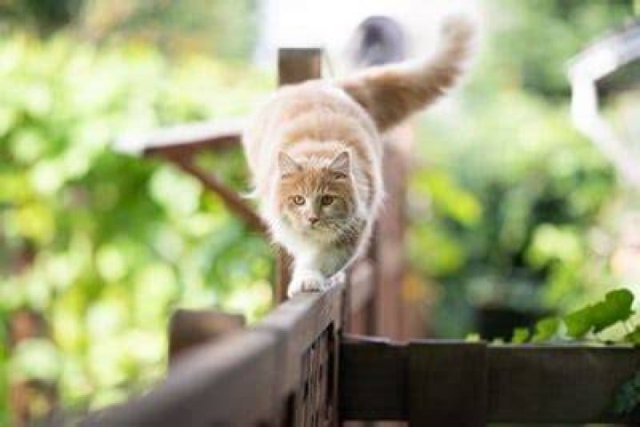 Do cats whiskers help them balance