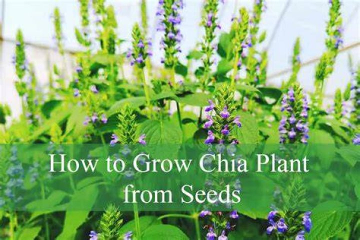 Do chia seeds need dirt