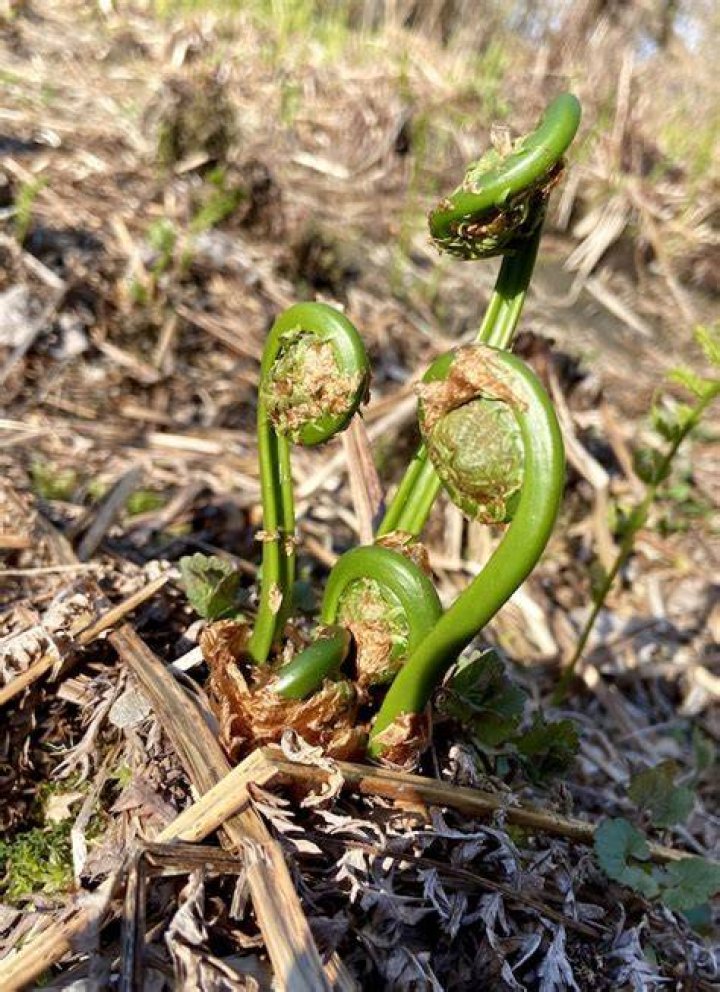 Do Fiddleheads grow in Wisconsin