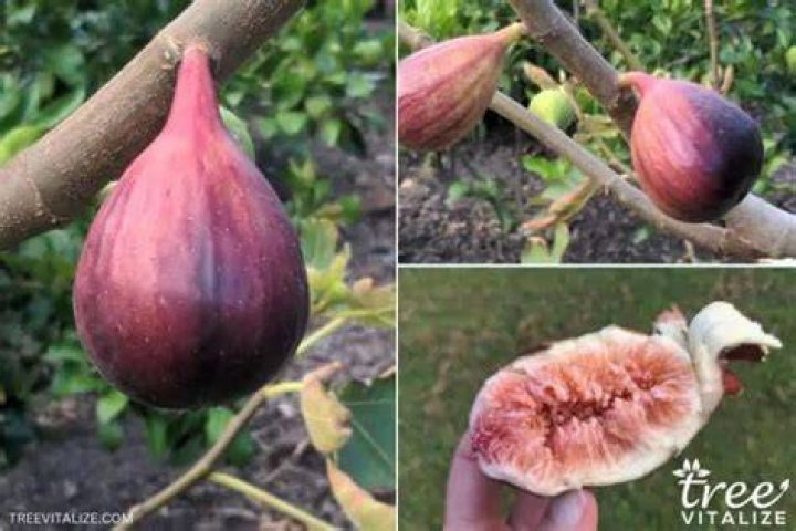 Do fig trees grow well in Florida