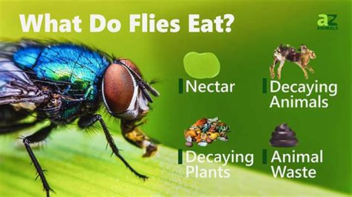 Do flies eat plant leaves