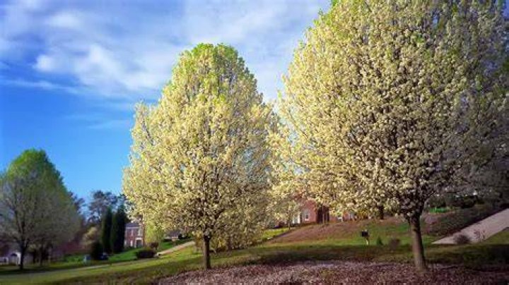 Do flowering pear trees smell bad