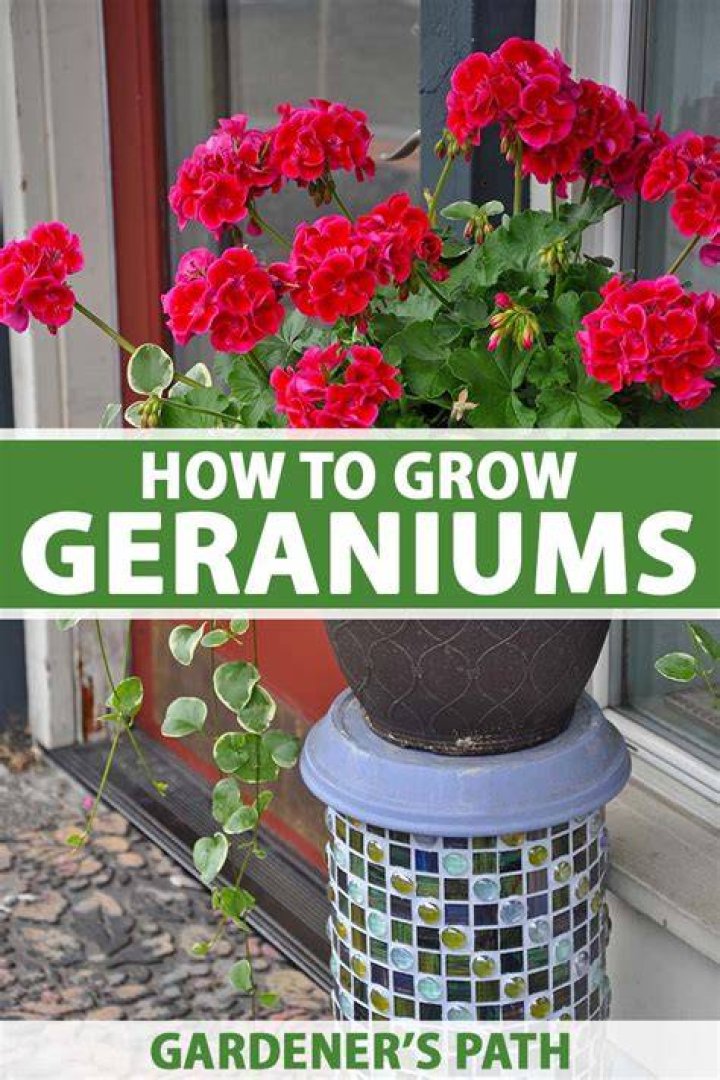 Do geraniums grow in Texas