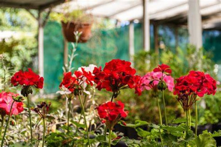 Do geraniums return every year