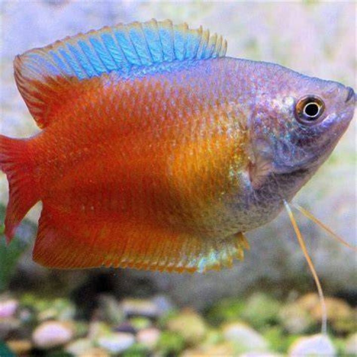 Do gourami fish eat other fish