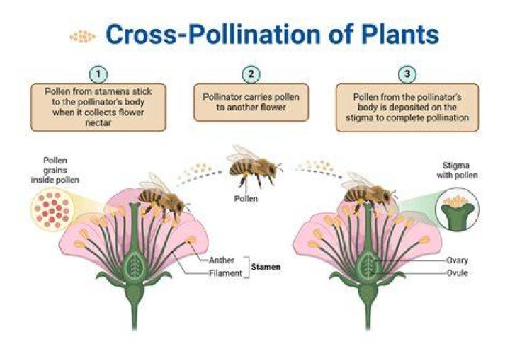 Do grapes cross pollinate
