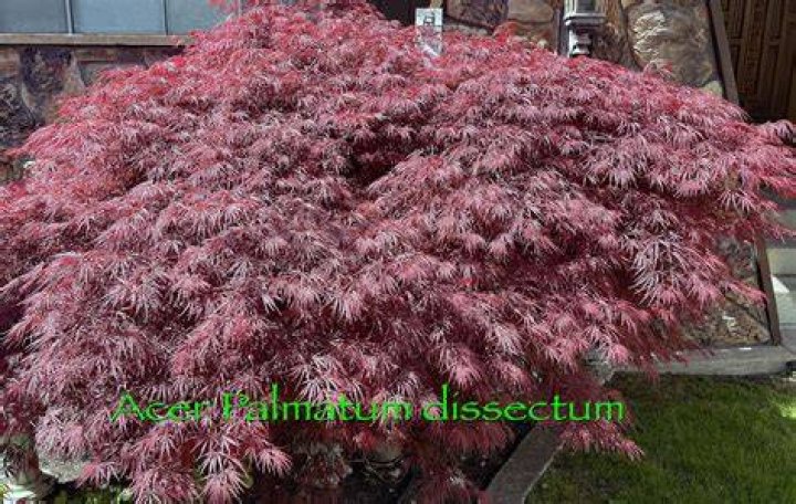 Do green Japanese maples turn red