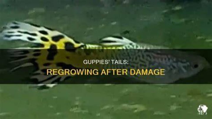 Do guppies tails grow back