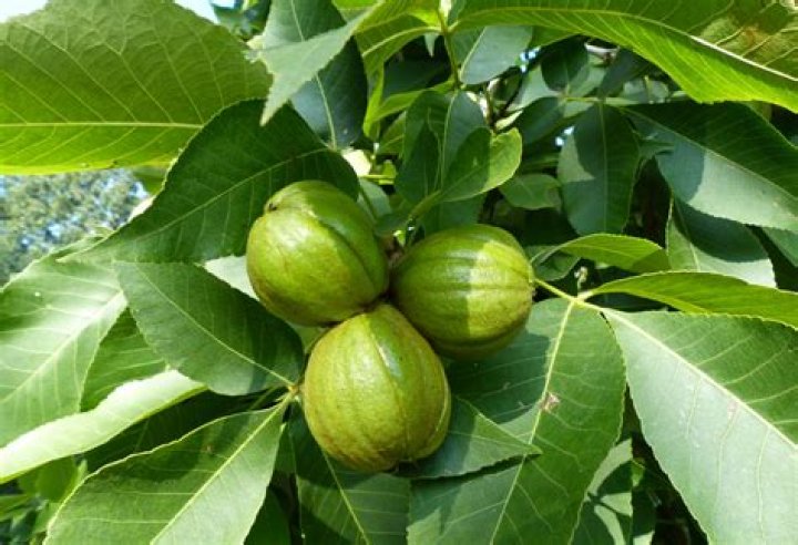 Do hickory trees have nuts