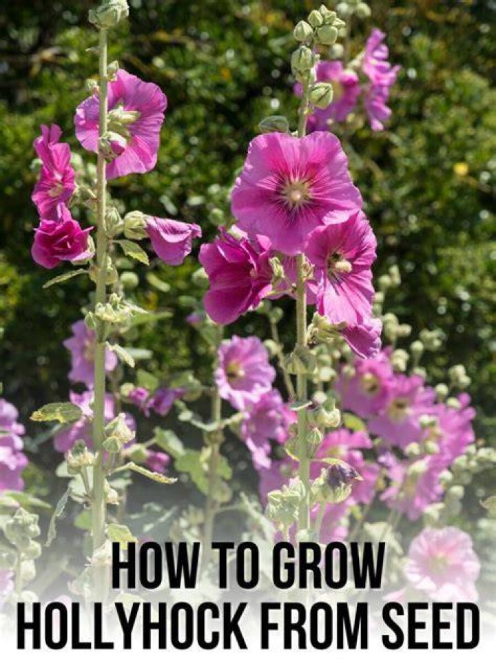 Do hollyhocks multiply