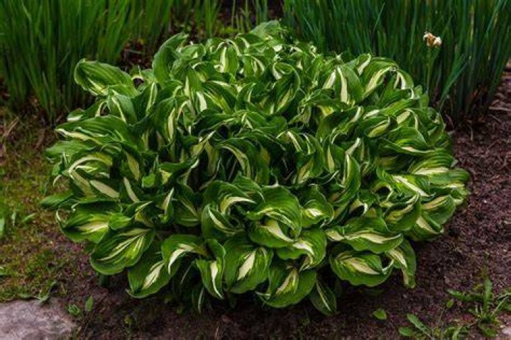 Do hostas grow in North Carolina