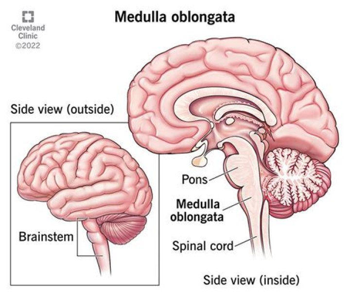 Do humans have medulla oblongata