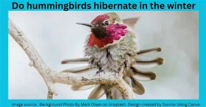 Do hummingbirds hibernate in the winter