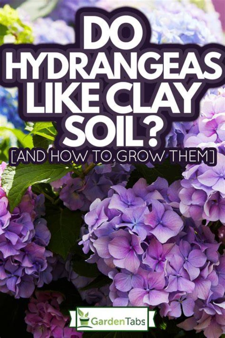 Do hydrangeas grow well in clay soil