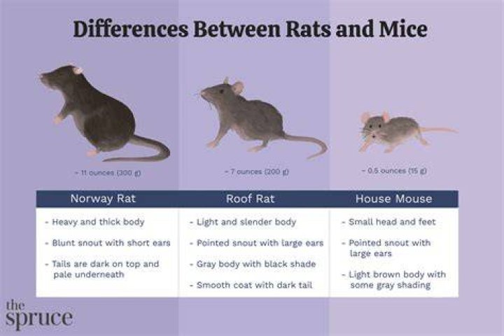 Do I have mice or rats