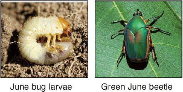 Do june bugs hibernate