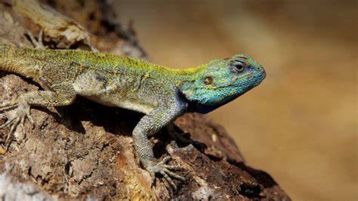 Do lizards have vertebrae