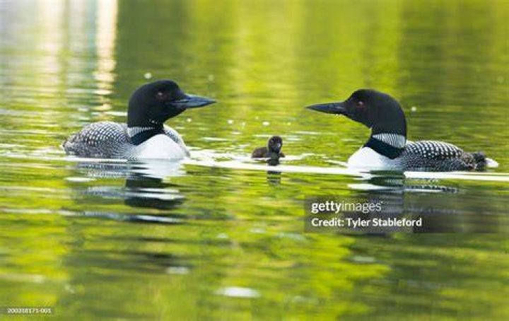 Do male and female loons look different