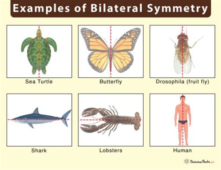 Do mammals have bilateral symmetry