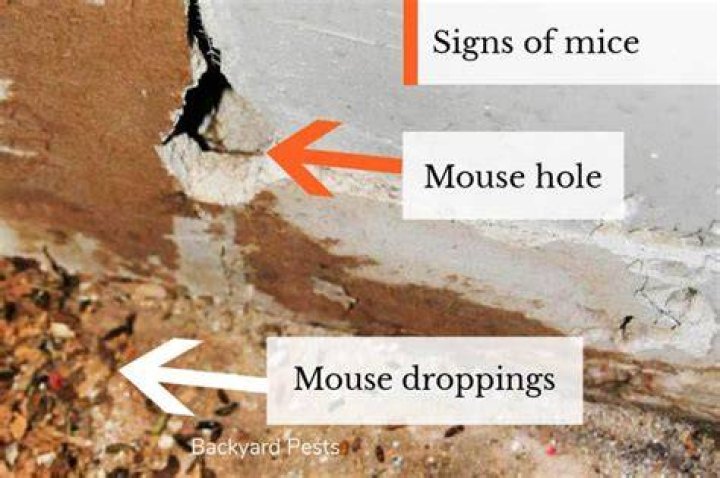 Do mice make holes in the wall