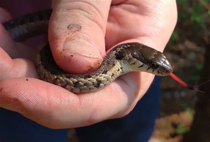 Do Michigan garter snakes bite