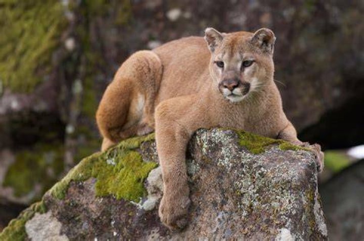 Do mountain lions live in NH