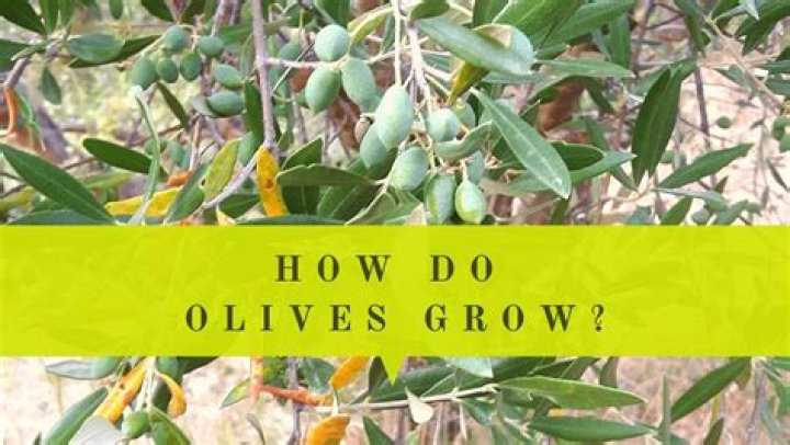 Do olives grow on new growth