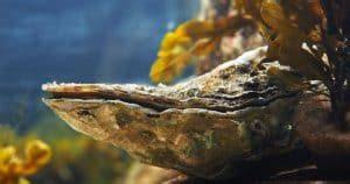 Do oysters move