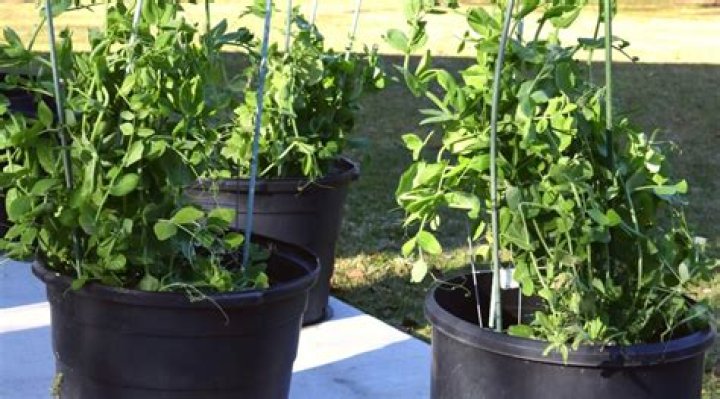 Do peas grow in the winter