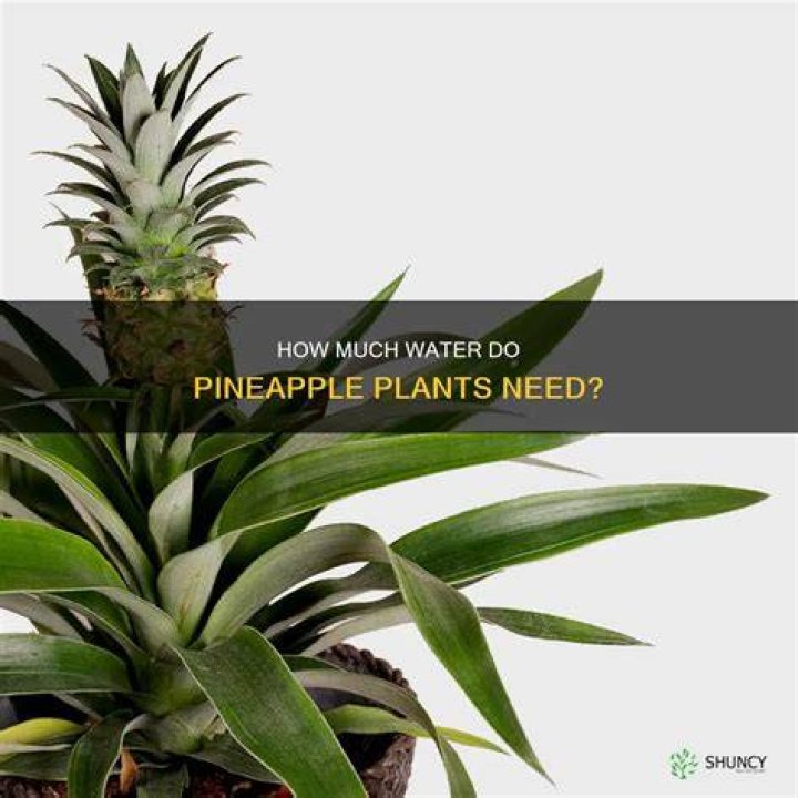 Do pineapple plants need a lot of water