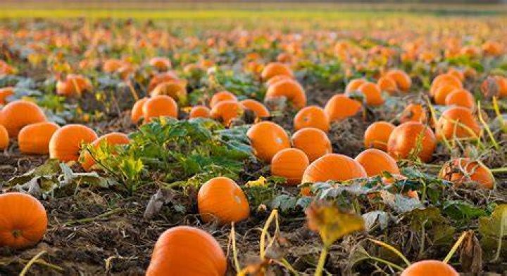 Do pumpkins grow in UK