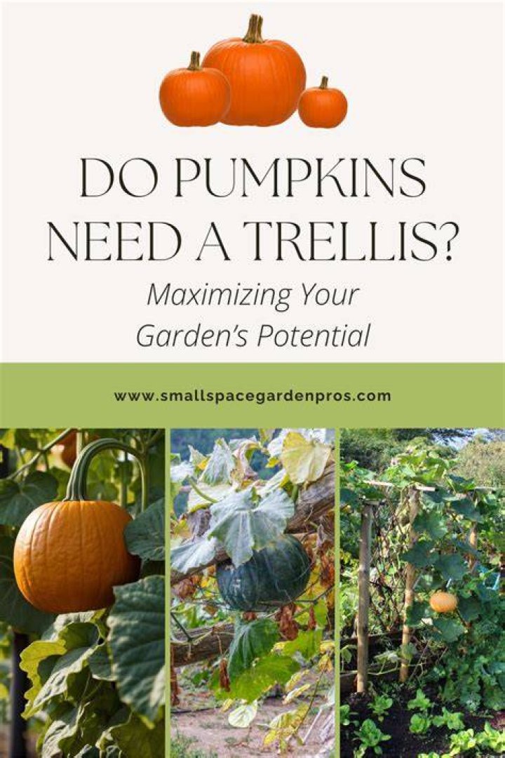 Do pumpkins need trellis