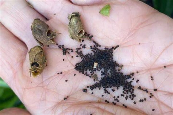 Do snapdragon seeds need stratification