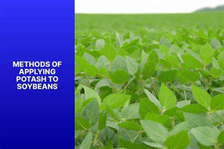 Do soybeans need potash