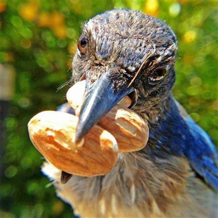 Do sparrows eat peanuts