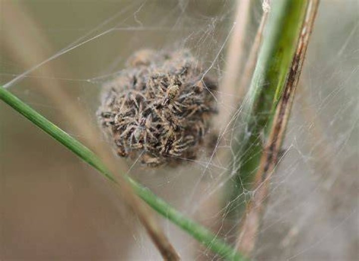 Do spiders make a nest