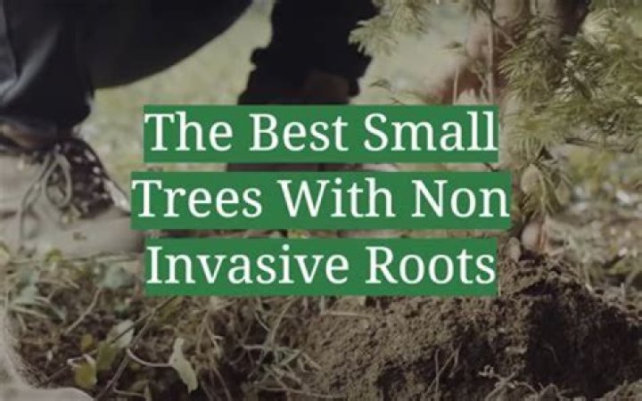 Do sycamore trees have invasive roots