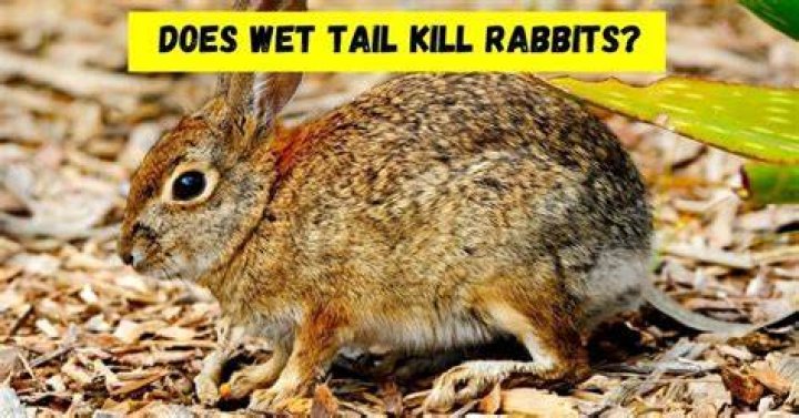 Do they kill rabbits for fur