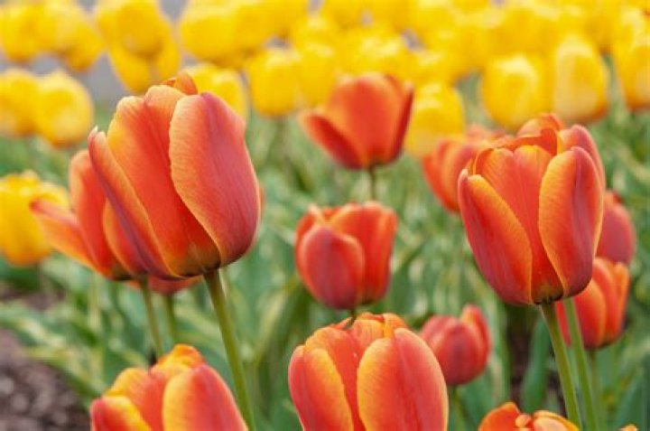 Do tulips naturalise