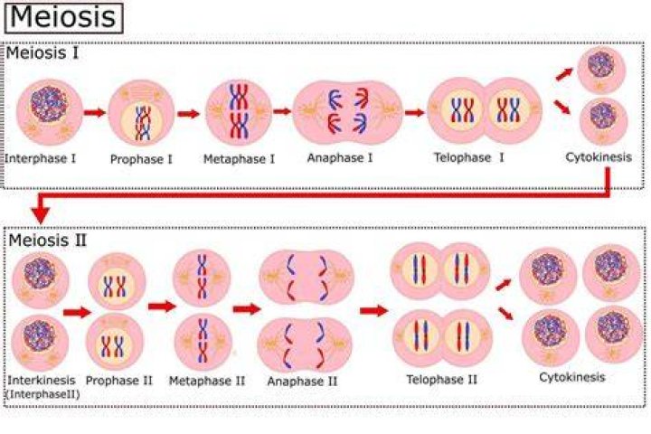 Do viruses go through meiosis