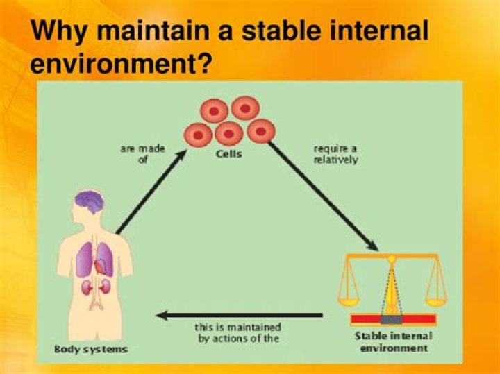 Do viruses maintain a stable internal environment