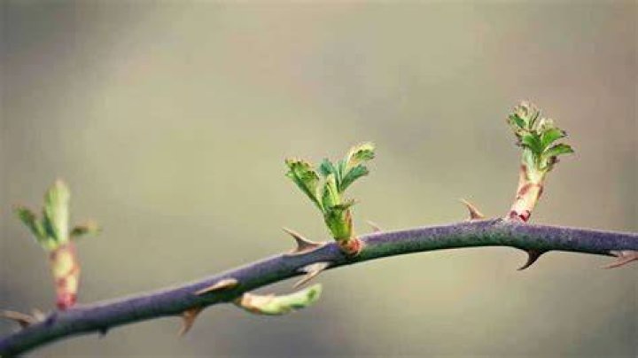 Do weeds have thorns