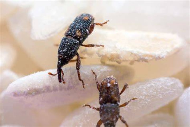 Do weevils live in beds