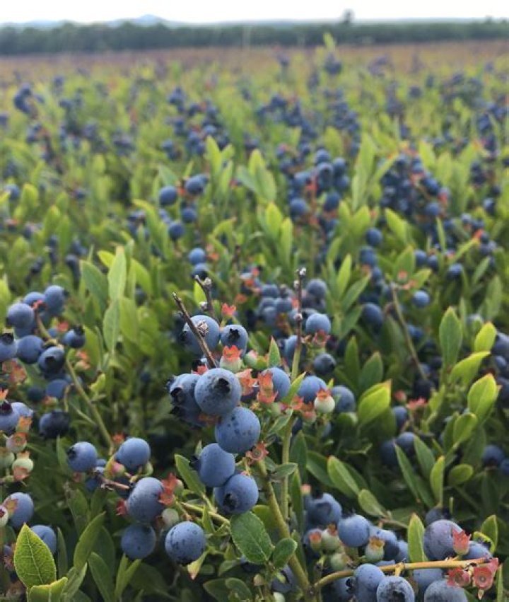 Do wild blueberries grow in Australia